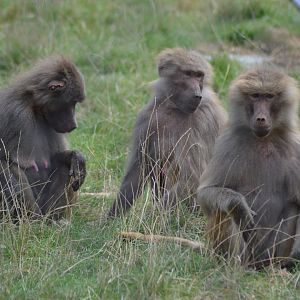 Hamadryas baboons in Knuthenborg