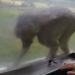 Baboon on Abebussen in Knuthenborg
