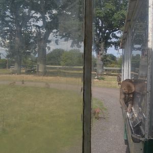 Onboard Abebussen in Knuthenborg