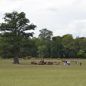 Skovriddersletten in Knuthenborg