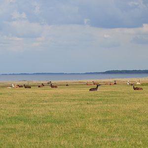 Bandholmmarken in Knuthenborg