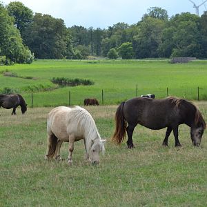 Shetland ponies at Bandholmmarken in Knuthenborg