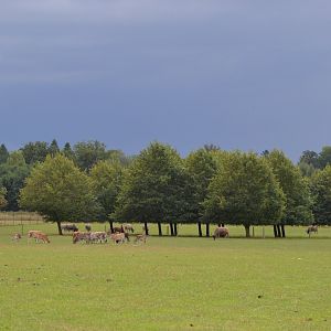 Skovriddersletten in Knuthenborg