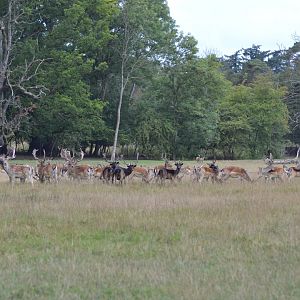 Skovriddersletten in Knuthenborg