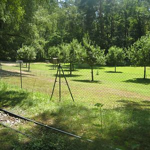 Nürnberg Tiergarten - Sheep exhibit
