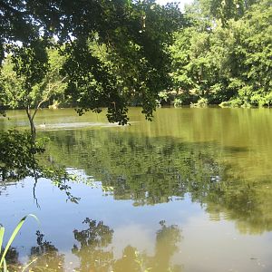 Nürnberg Tiergarten - Bird lake #2