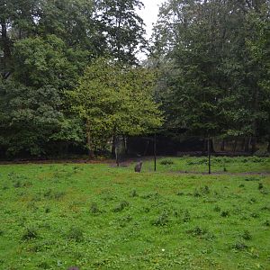 Walk-through enclosure for red-necked wallaby and emu in Knuthenborg