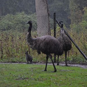 Emus and red-necked wallaby in heavy rain