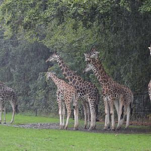 Giraffes in heavy rain