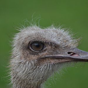 Ostrich in rain in Knuthenborg