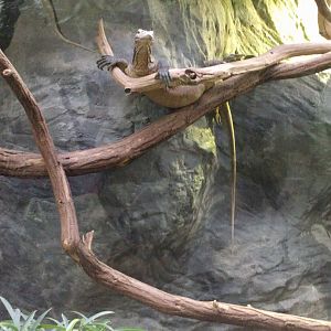 Young Komodo Dragon Zoo Praha 2018