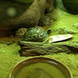 Tortoise Tank Zoo Praha 2018
