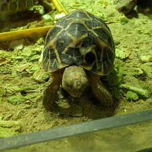 Tortoise ID Zoo Praha 2018