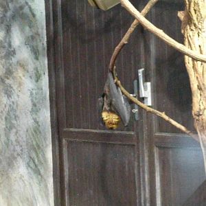 Giant Fruit Bat Zoo Praha 2018