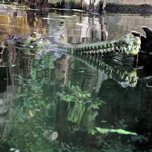 Gharial Zoo Praha 2018