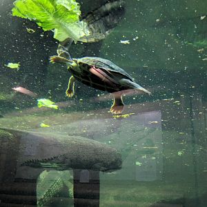 Turtle ID Zoo Praha 2018