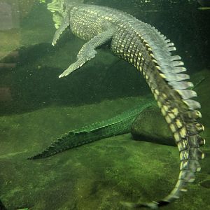 Gharial Zoo Praha 2018