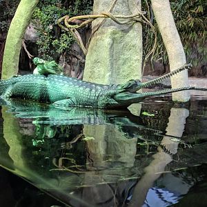Gharial Zoo Praha 2018
