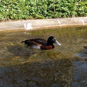 Duck ID Wilhelma 2019