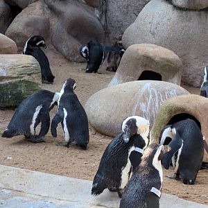 African Blackfooted Penguins Wilhelma 2019