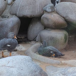 Flightless Streamer Ducks Wilhelma 2019