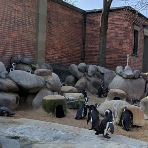 African Blackfooted Penguin and Flightless Streamer Duck Enclosure Wilhelma 2019