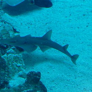 White-spotted guitarfish