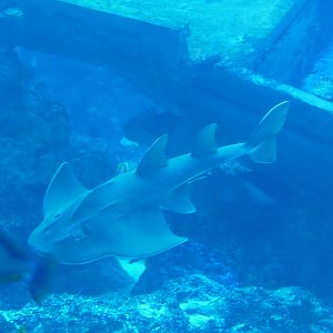 Bowmouth guitarfish