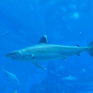 Silvertip reef shark