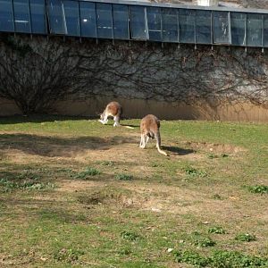 Red Kangaroo and Cape Baren Goose Enclosure Wilhelma 2019