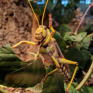 Grashopper says hello Wilhelma 2019