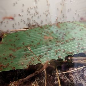 Leaf Cutter Ants Wilhelma 2019