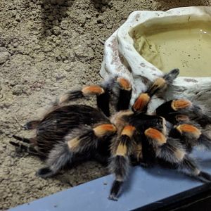 Mexican Red Kneed Tarantula Wilhelma 2019