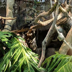 South American Mixed Species Habitat Wilhelma 2019