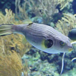 Narrow-lined Puffer
