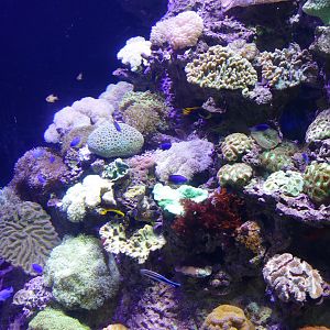 Another nicely landscaped tank!