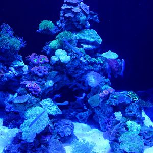 Violet lighting coral tank