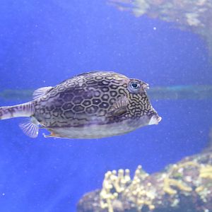 Honeycomb cowfish