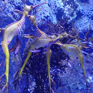 Weedy seadragons
