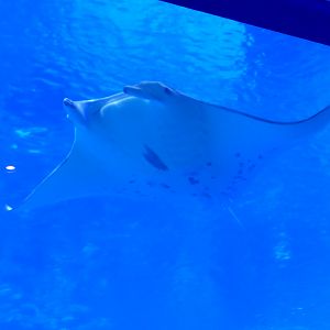 Reef Manta