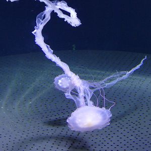 Purple-striped sea nettle