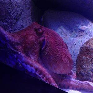 Giant Pacific octopus