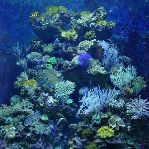 Tank with many live corals
