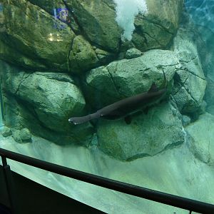 Mississippi paddlefish