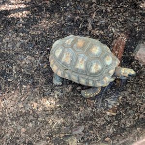 Tortoise Wilhelma 2019