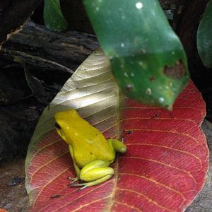 Golden Poison Frog Wilhelma 2019