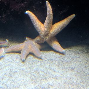 Starfish Wilhelma 2019