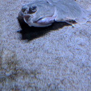 Flounder Wilhelma 2019