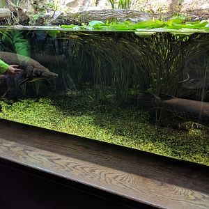 American Freshwater Tank