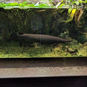 Alligator Gar Wilhelma 2019